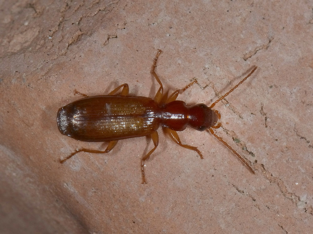 Paradromius linearis